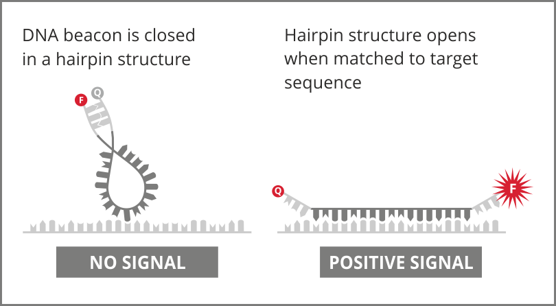 DNA Beacon — no signal vs positive signal